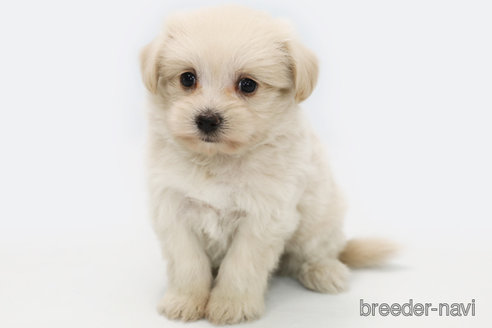 成約済の神奈川県のミックス犬-313790の2枚目